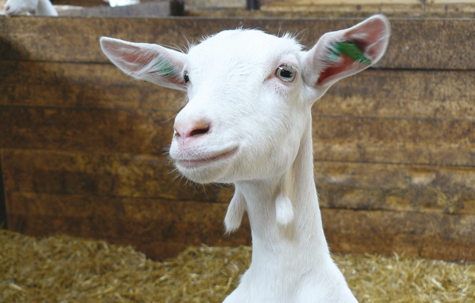 Geitenkop_2 Geitenkop_2